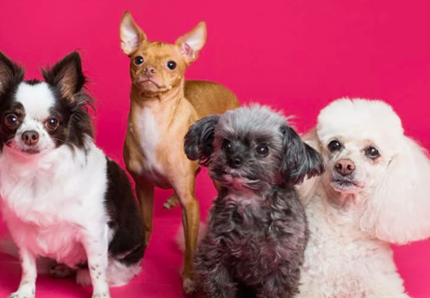 Il cane più brutto del mondo